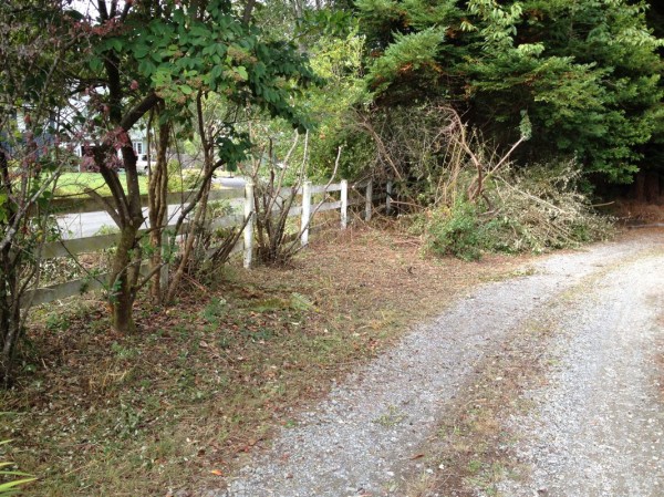 Space cleared for new fruit trees