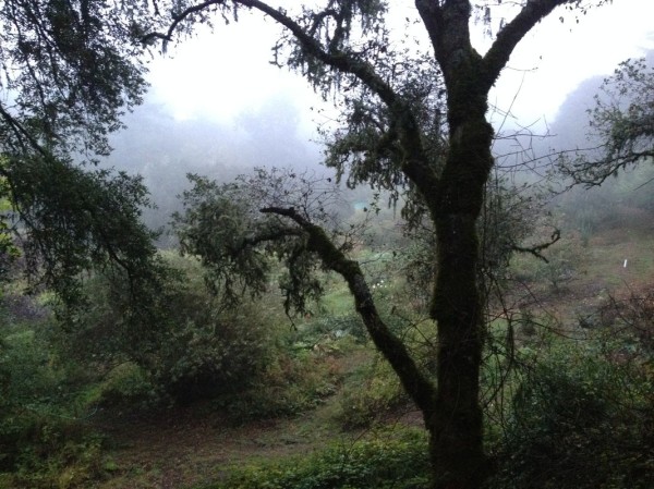 Wet morning view from the yurt