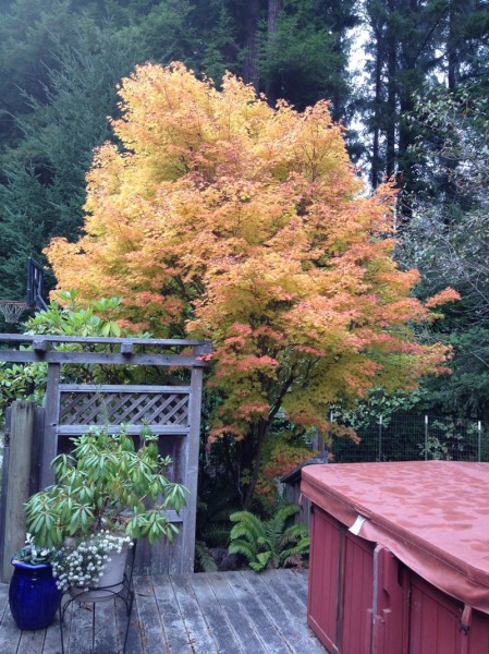 Our Japanese Maple is most beautiful in fall