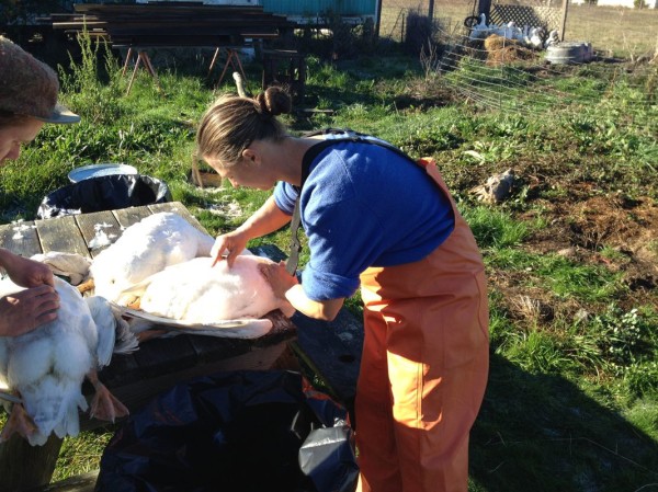 Shail demonstrating how to harvest breast feathers