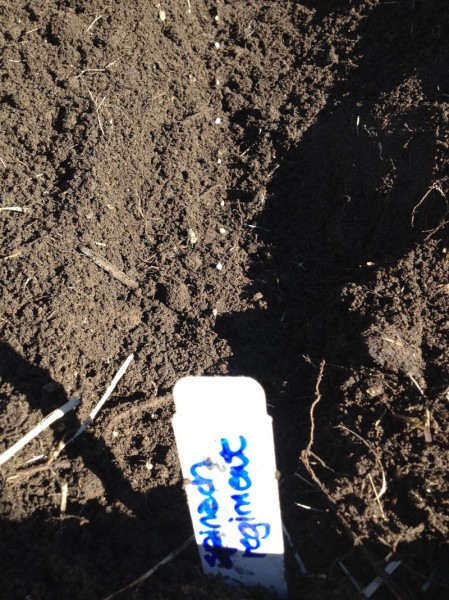 A row of spinach seeds