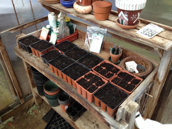 Potting soil prepped for seeds