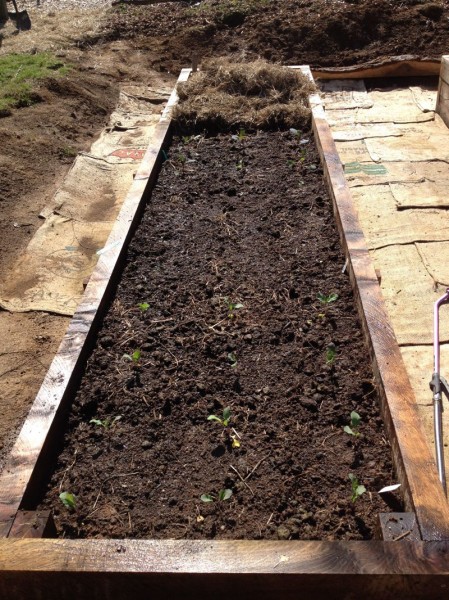 Cauliflower (closest), broccoli (middle), and cabbage (farthest)