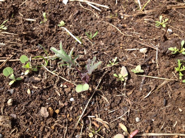 I am totally smitten with these Red Russian kale sprouts