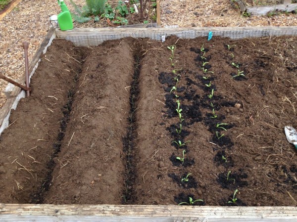 Leek and spinach starts 