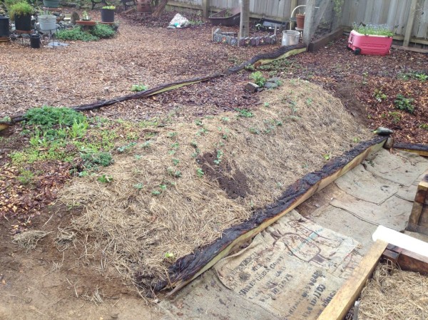 Plant the strawberries on the high end of the slope so they can expand downhill.  You can also add rice straw to help with weed suppression. 