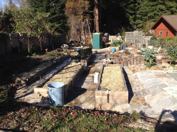 New beds put to sleep for the winter (manure added for nutrients with a layer of rice straw on top)