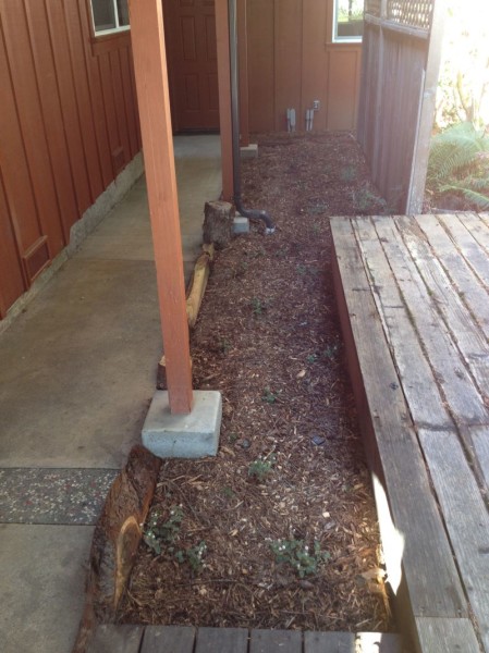 Chips, ground cover plants, and wood borders along new concrete path