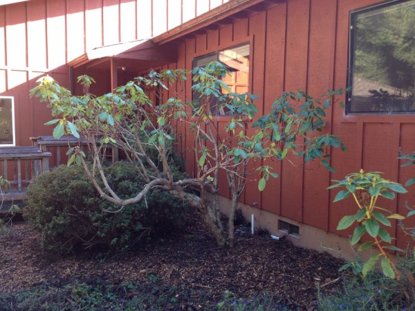 Ted did a great job pruning this rhododendron