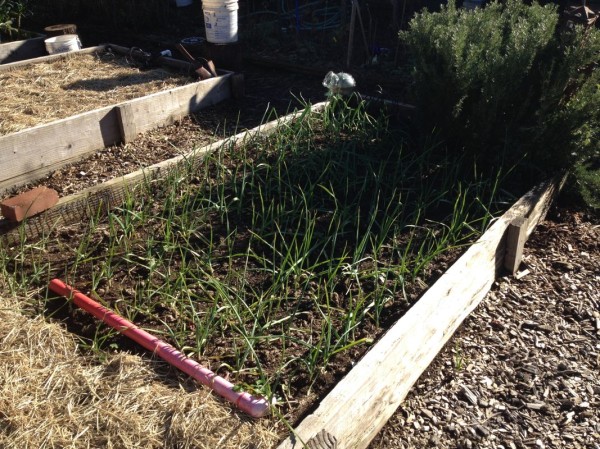 Garlic and onions are planted in the fall and harvested in spring