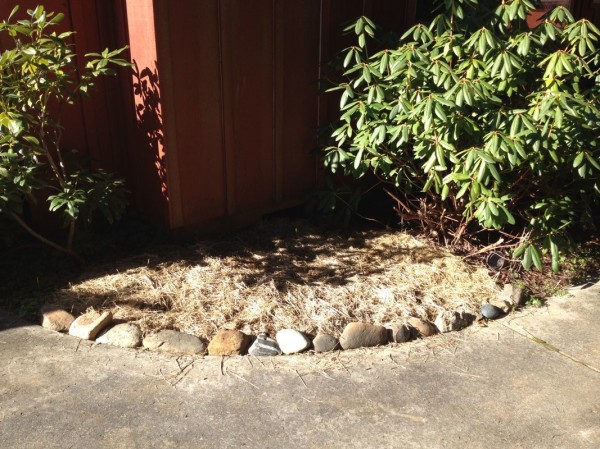 Rock border and rice straw over mushroom spores purchased from a local farmer (fingers crossed that we get a harvest)